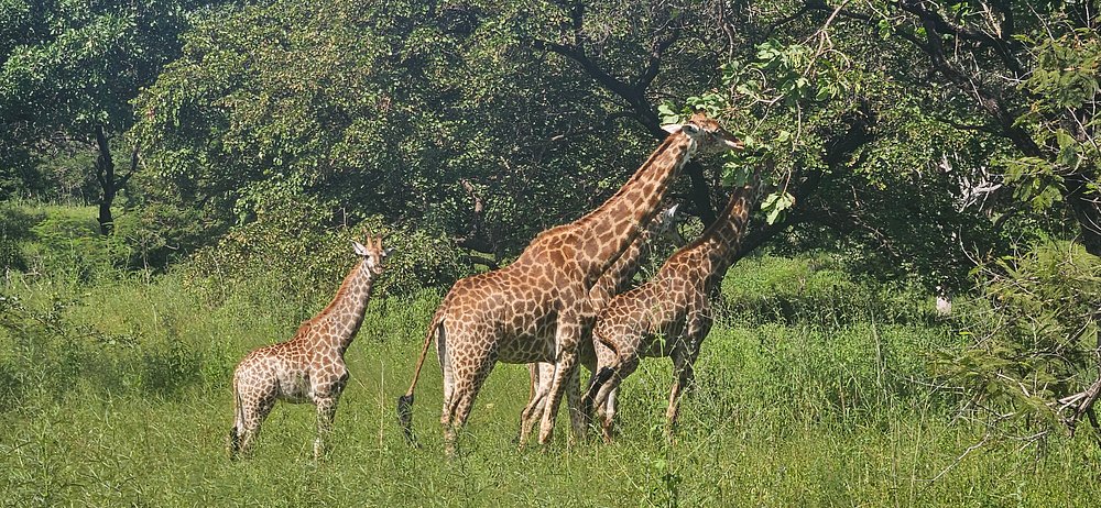 Adult giraffe calmly grazing among acacia trees on the savanna of Fatala Wildlife Park in Senegal, West Africa.
